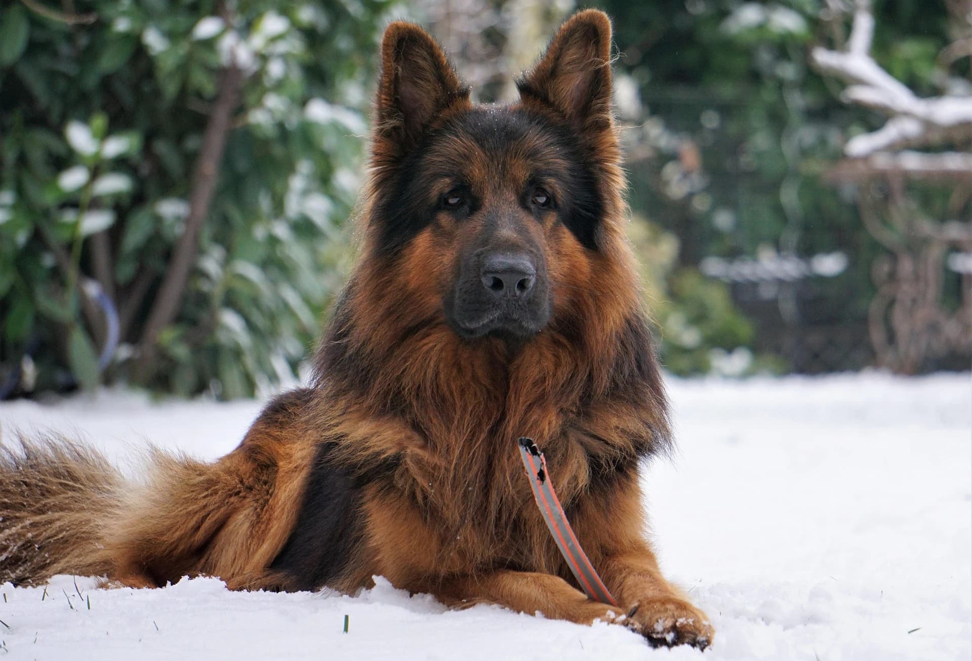 Banner hodowli owczarków niemieckich